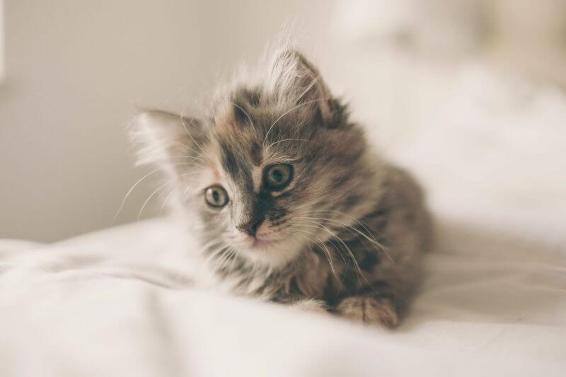 getting a kitten - kitten on bed