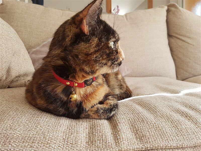 lily cat on the sofa with supakit cat and dog collars