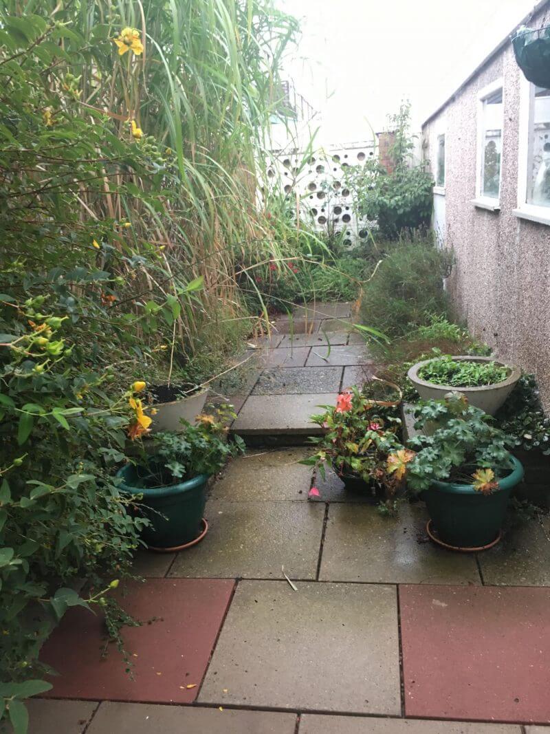 Full view of garden from front to back, all overgrown and weeds.