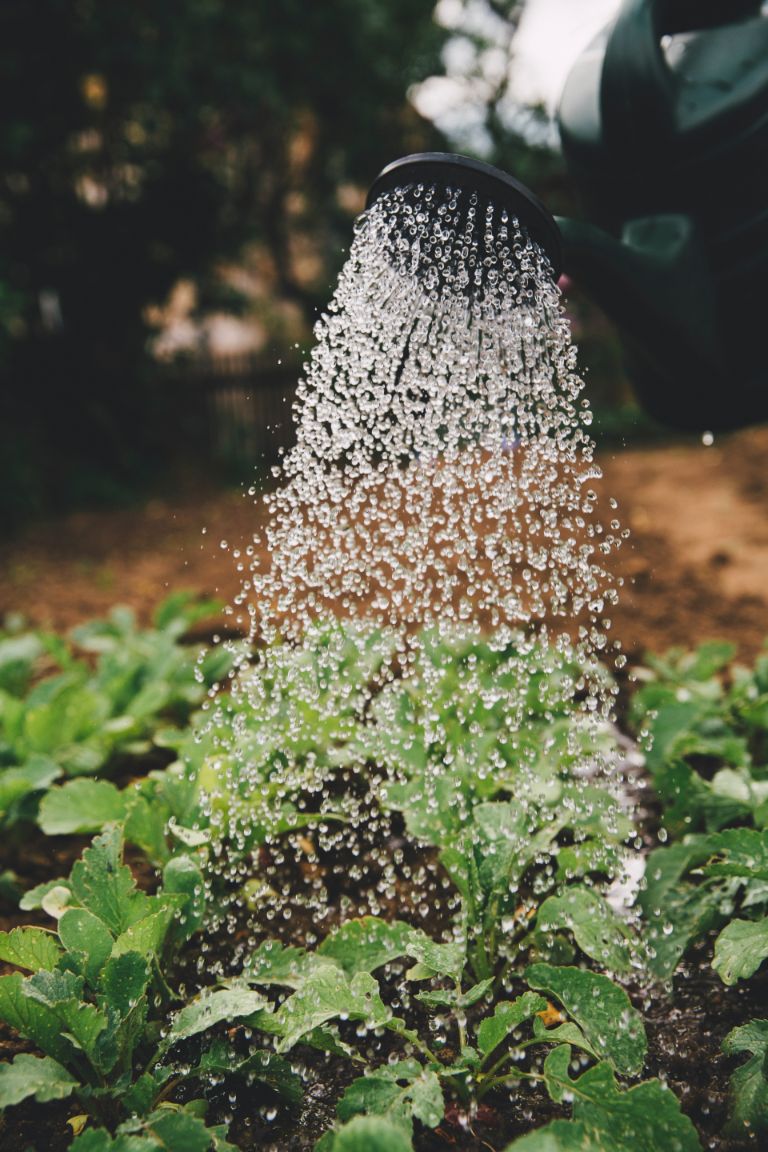 A person watering plants with a watering can