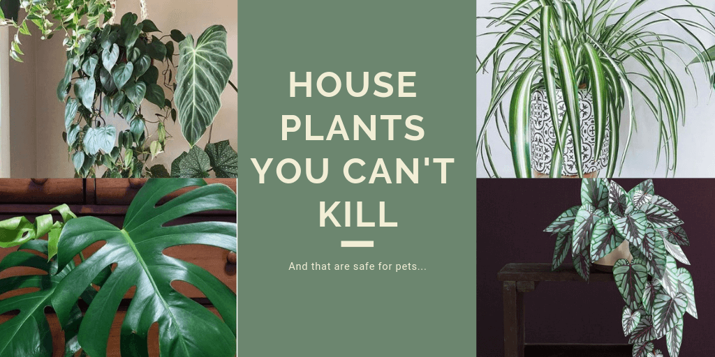 Header image: text reads 'House Plants You Can't Kill'