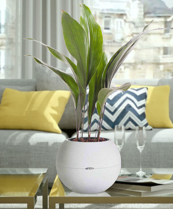 Green aspidistra pet friendly plant in a white pot