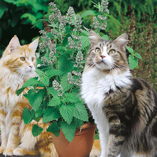 Two cats stood in front of catnip plant