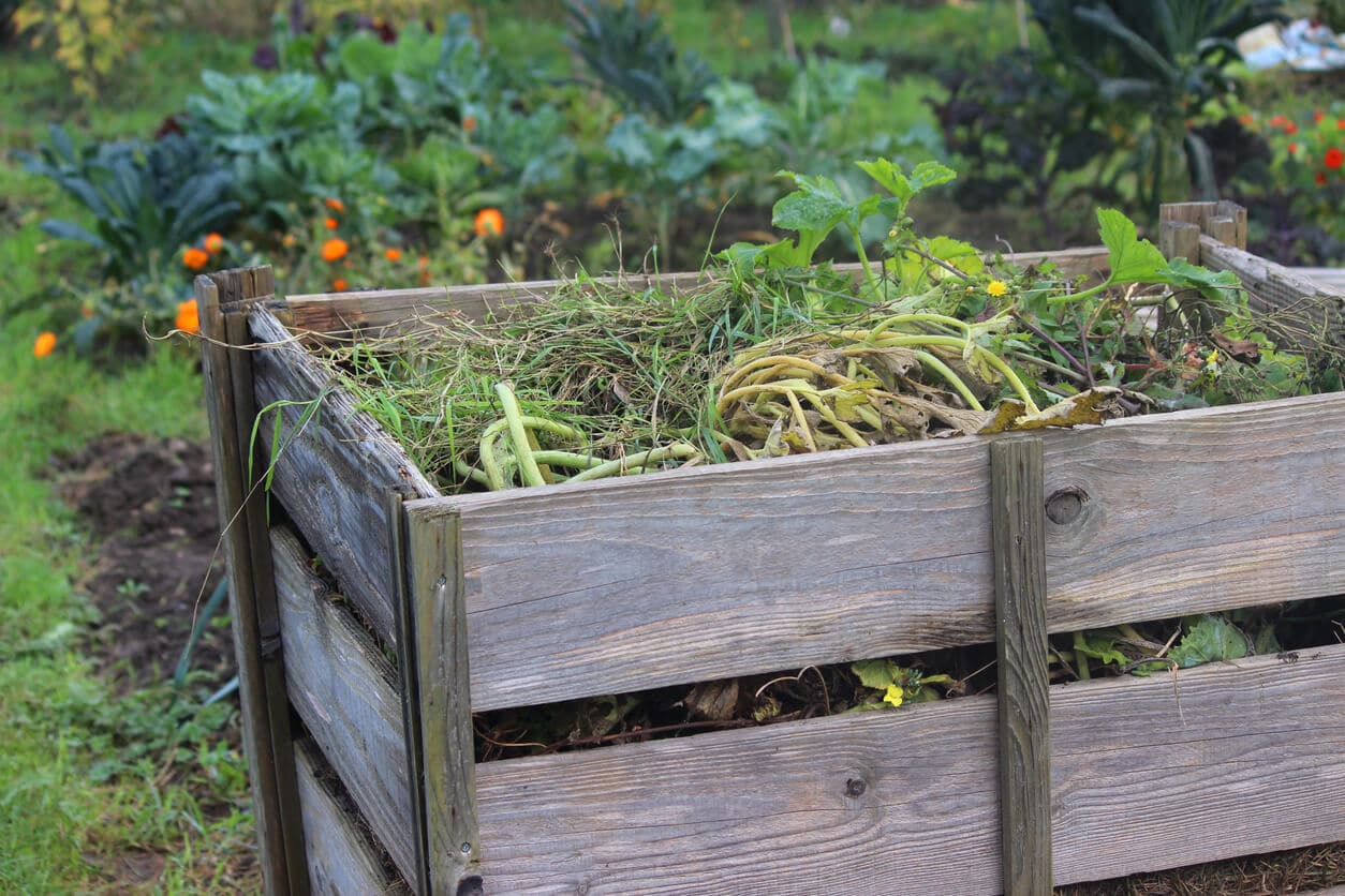 Photo showing an allotment vegetable garden with a homemade wooden compost heap filled with rotting garden waste and weeds that are being recycled.  The simple compost heap was made using planks from old pallets / pallet wood and is positioned at the end of a grass path.