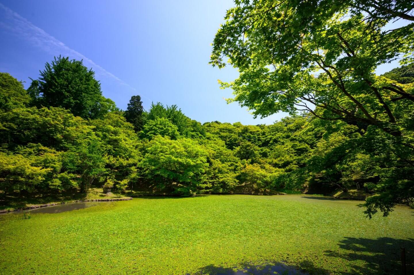 Plot of land for sale with lots of trees and green grass