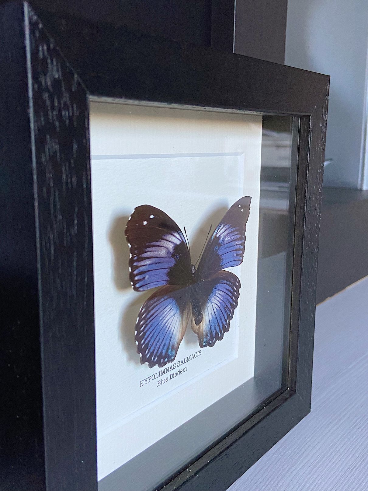 Side view of the framed butterfly as home decor