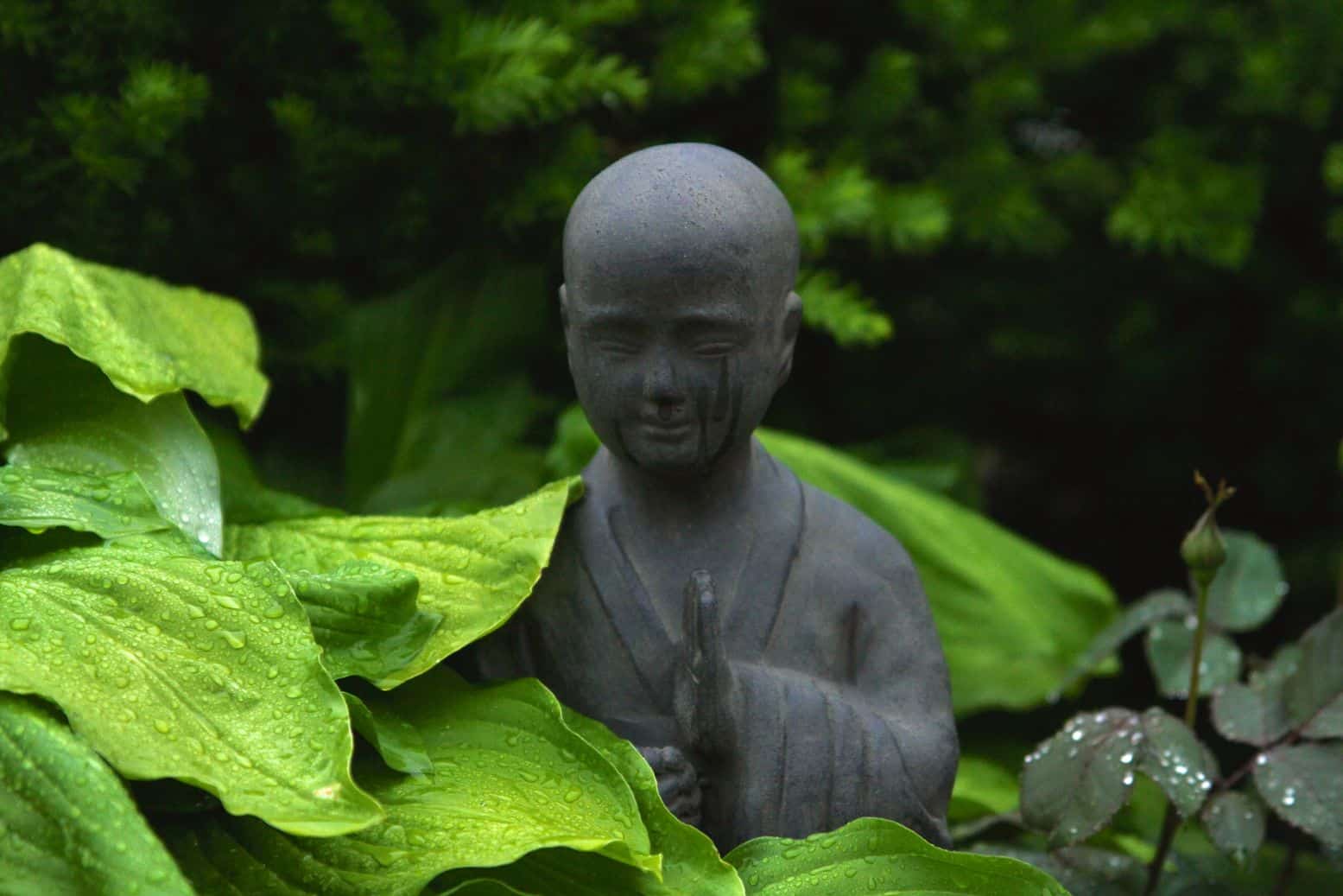 A buddha statue in a garden surrounded by foliage
