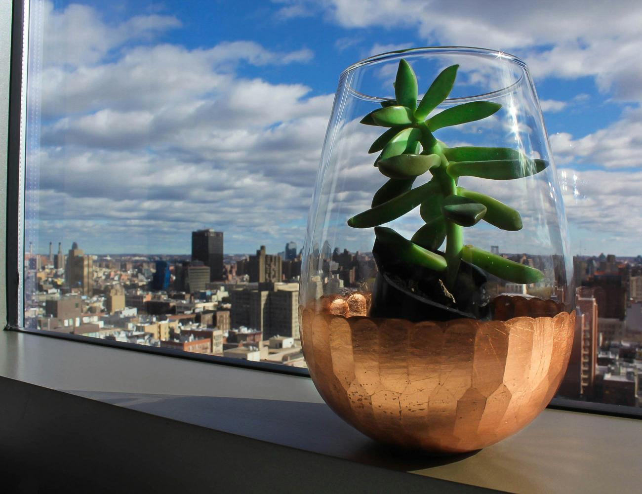 An apartment in New York with a plant on the windowsill