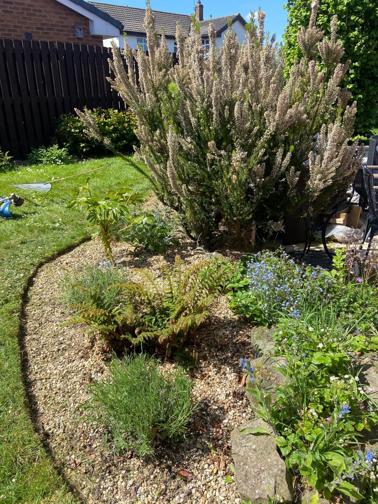 The rock garden at our house in Chester, complete with heather, lavendar and wild strawberries