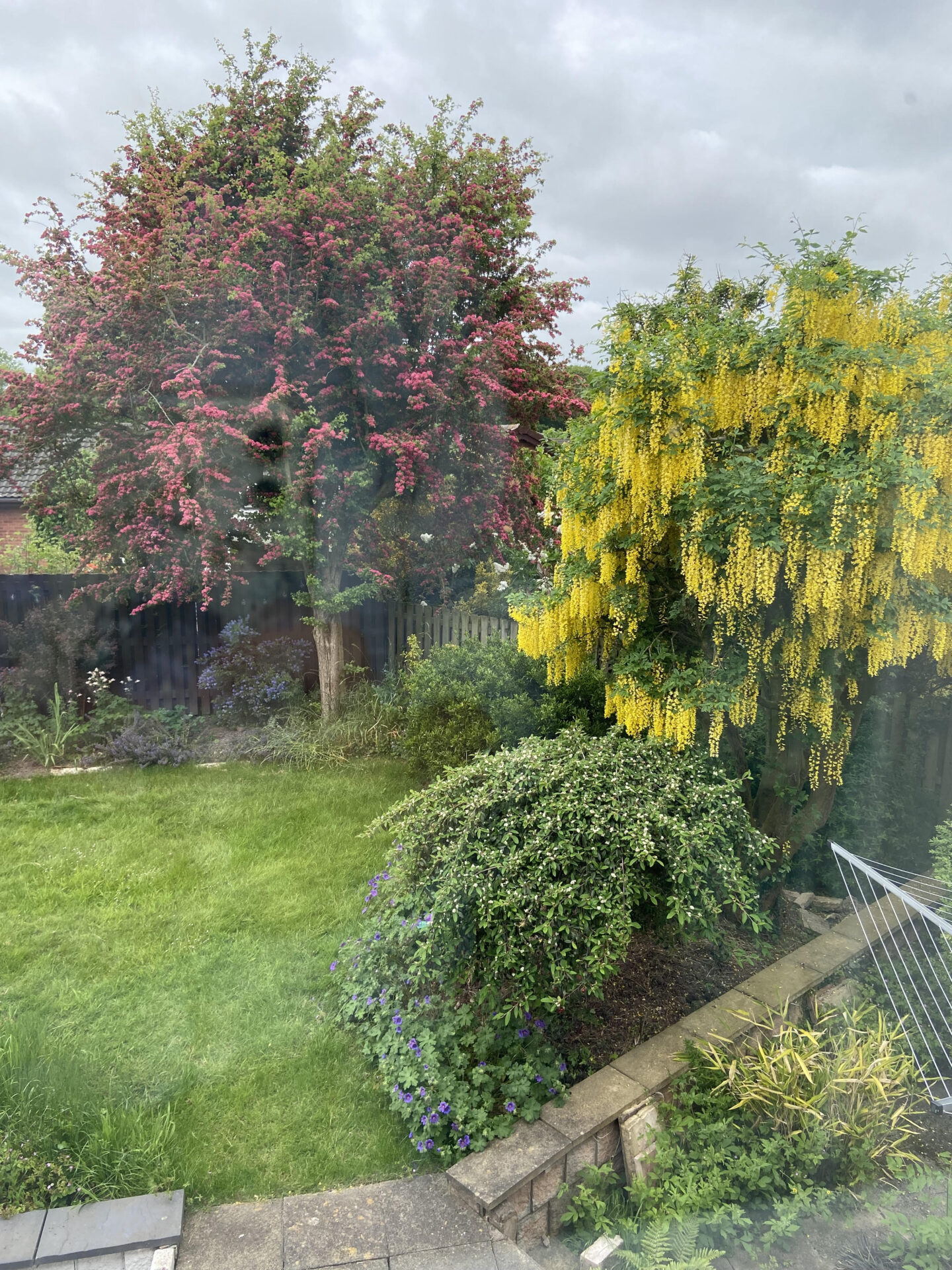 The yellow laburnum tree in our garden in full bloom next to the Hawthorne tree
