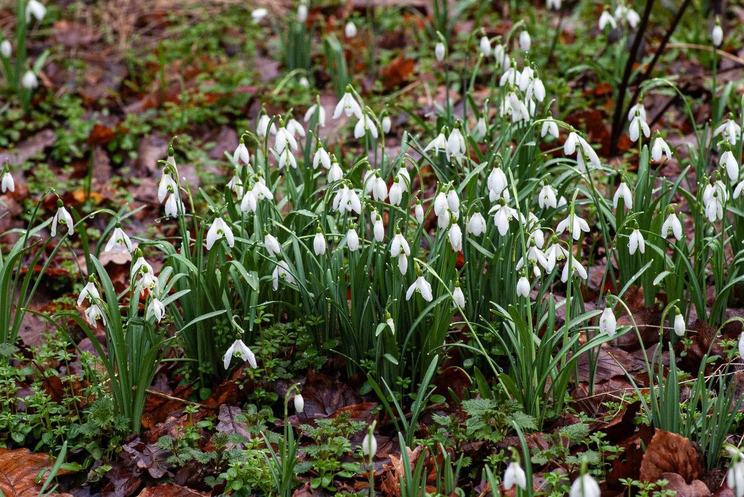 Snowdrops peeking through near the end of winter and start of spring