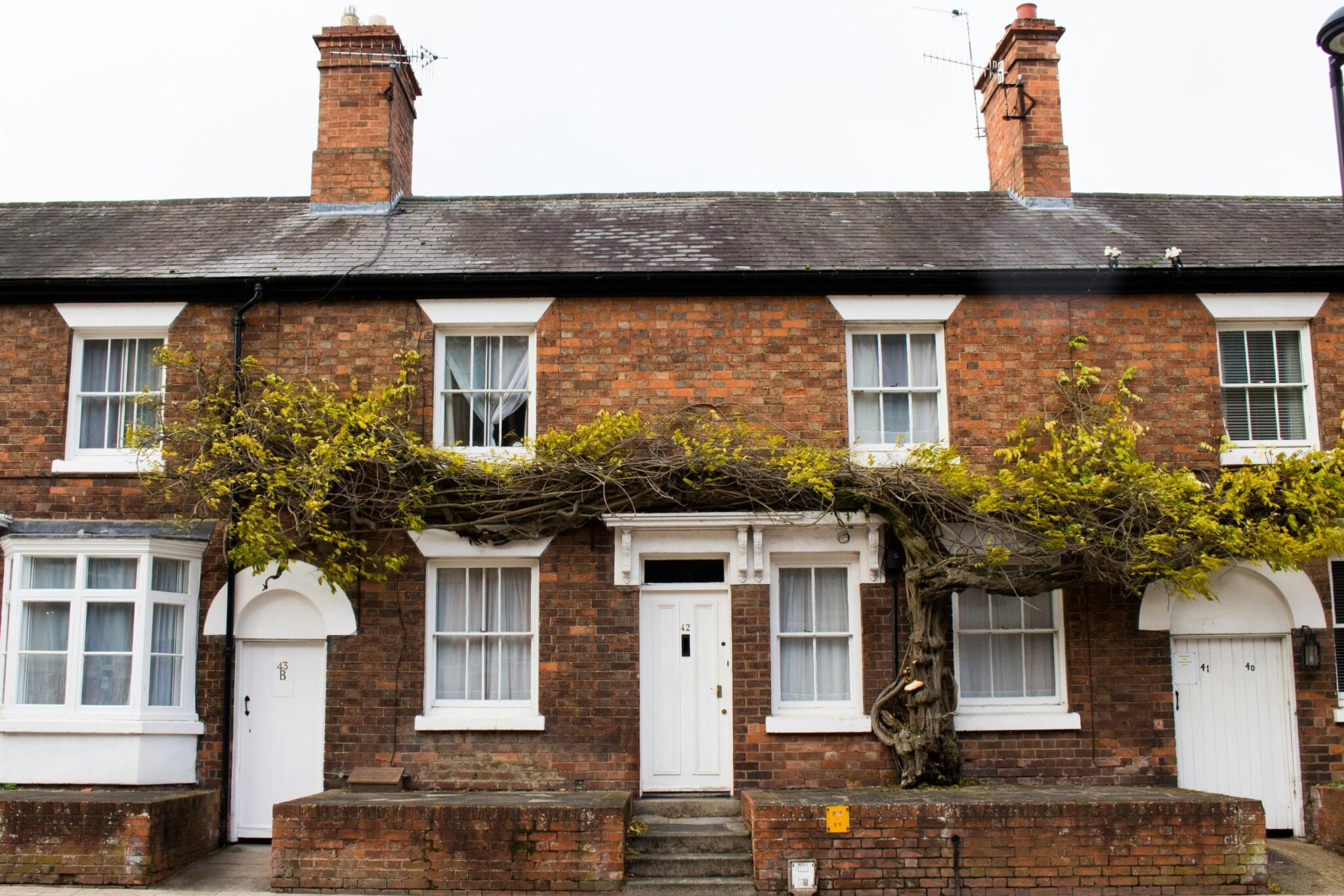 A row of terraced houses with plants growing up the sides and over the front doors to give a quaint appearance